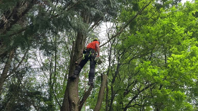 Professional Tree Services in Preston, IA